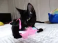 Mulher gato