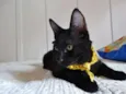 Coringa