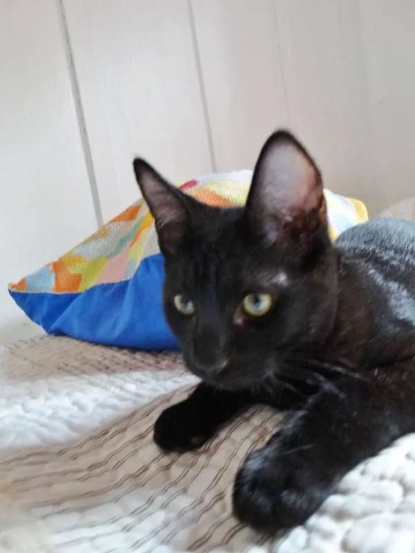 Gato ra a SRD idade 2 a 6 meses nome Coringa