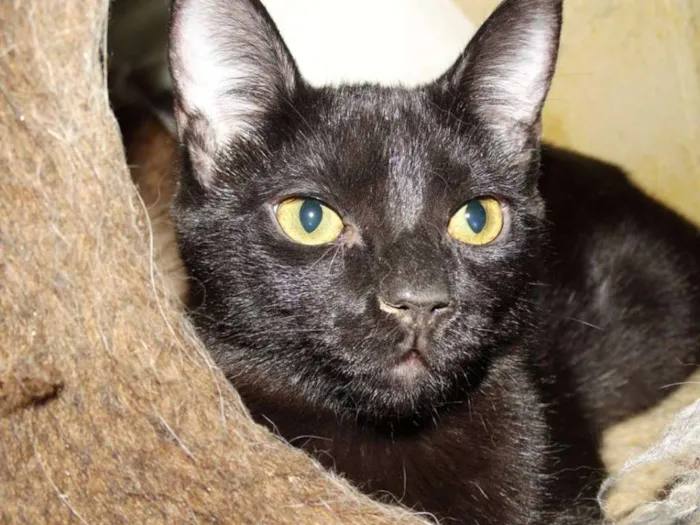 Gato ra a SRD idade 2 a 6 meses nome Coringa