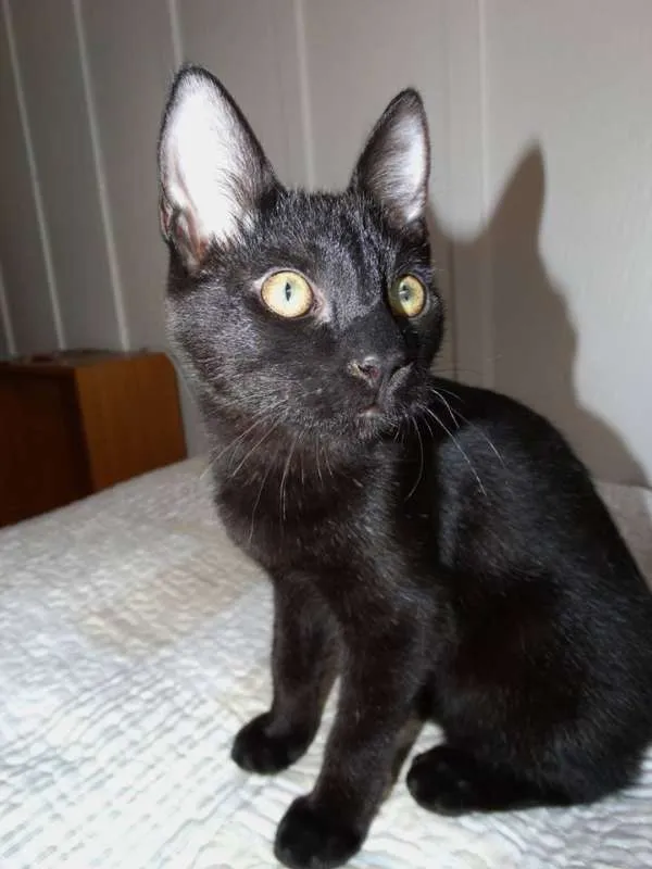 Gato ra a SRD idade 2 a 6 meses nome Coringa