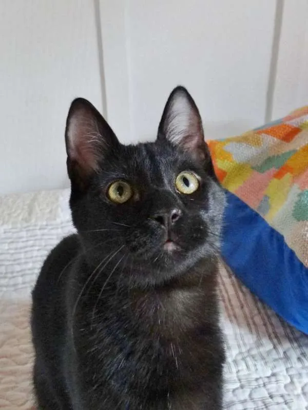 Gato ra a SRD idade 2 a 6 meses nome Coringa