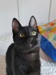 Coringa