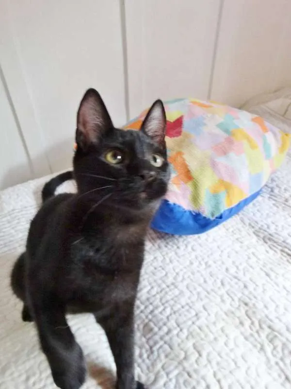 Gato ra a SRD idade 2 a 6 meses nome Coringa