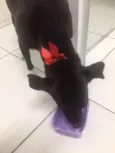 Princesa