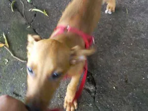 Cachorro raça Vira lata idade 2 a 6 meses nome Hulck 