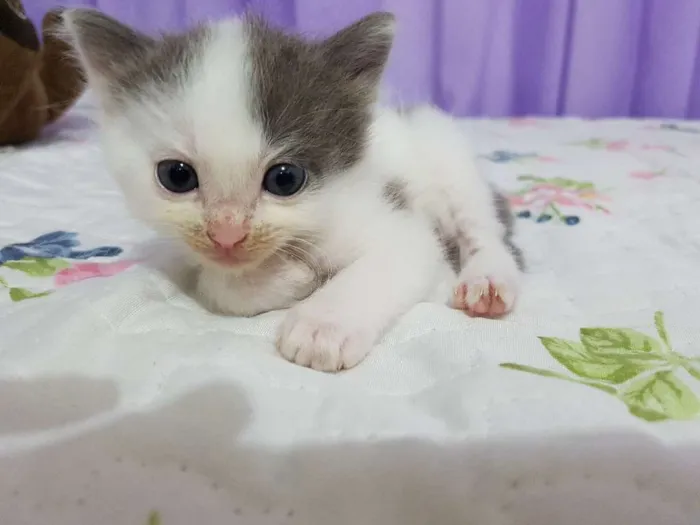 Gato raça Indefinida idade Abaixo de 2 meses nome Sem nome
