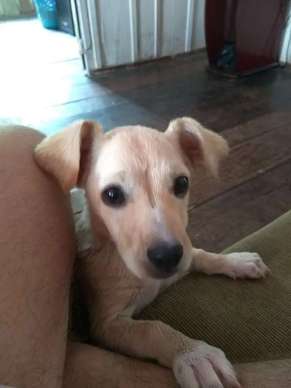 Cachorro ra a vira-lata idade 2 a 6 meses nome Manfred