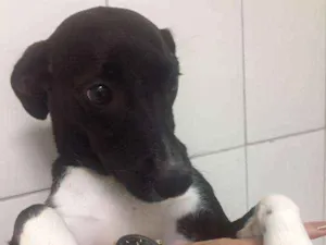 Cachorro raça SRD idade 7 a 11 meses nome Princesa