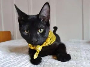 Gato raça SRD idade 2 a 6 meses nome Coringa