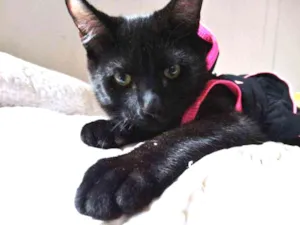 Gato raça srd idade 2 a 6 meses nome Mulher gato
