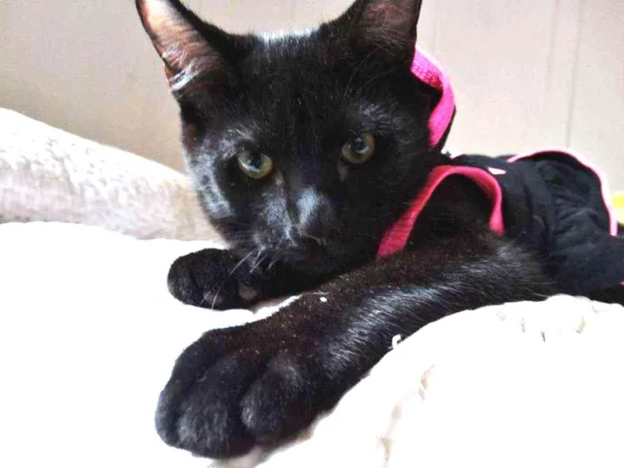 Gato ra a srd idade 2 a 6 meses nome Mulher gato