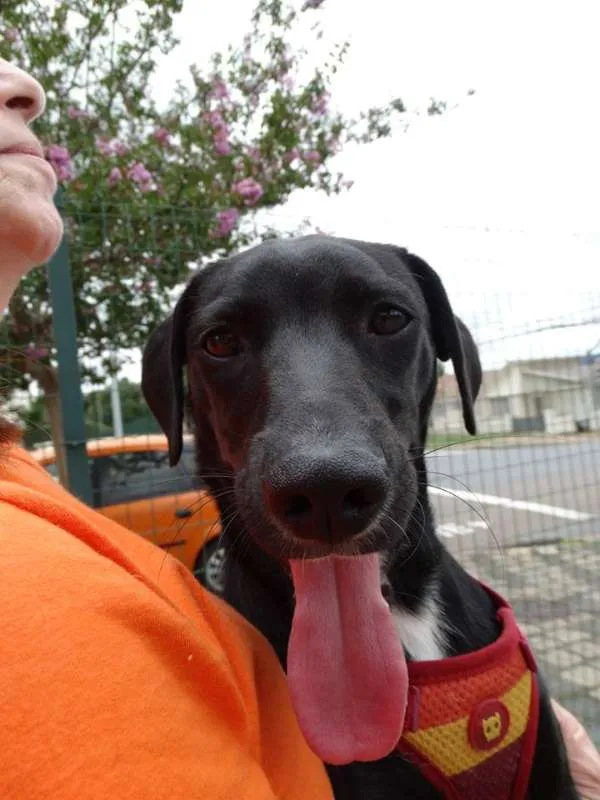 Cachorro ra a SRD idade 7 a 11 meses nome Fumaça