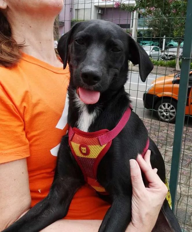 Cachorro ra a SRD idade 7 a 11 meses nome Fumaça