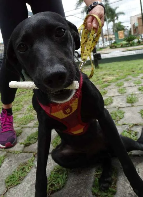 Cachorro ra a SRD idade 7 a 11 meses nome Fumaça