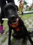 Fumaça