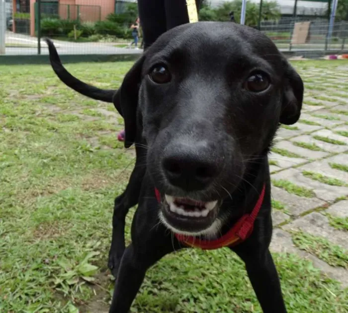 Cachorro ra a SRD idade 7 a 11 meses nome Fumaça