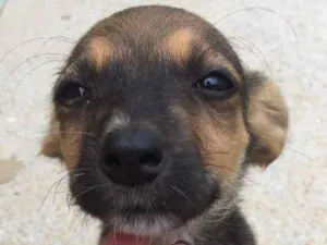 Cachorro raça SRD idade 2 a 6 meses nome Sem nome 