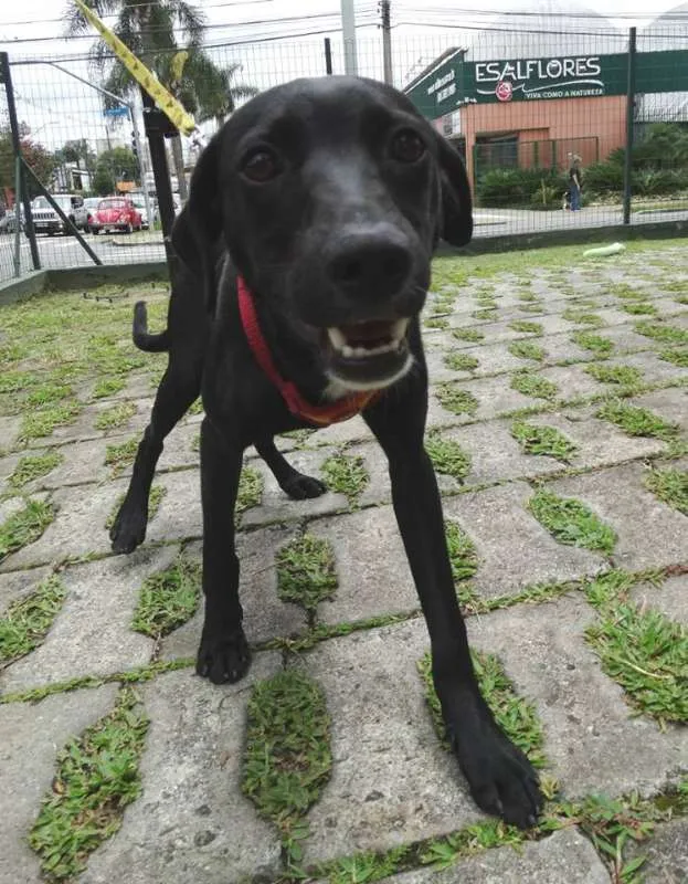Cachorro ra a SRD idade 7 a 11 meses nome Fumaça