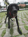 Fumaça