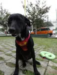 Fumaça