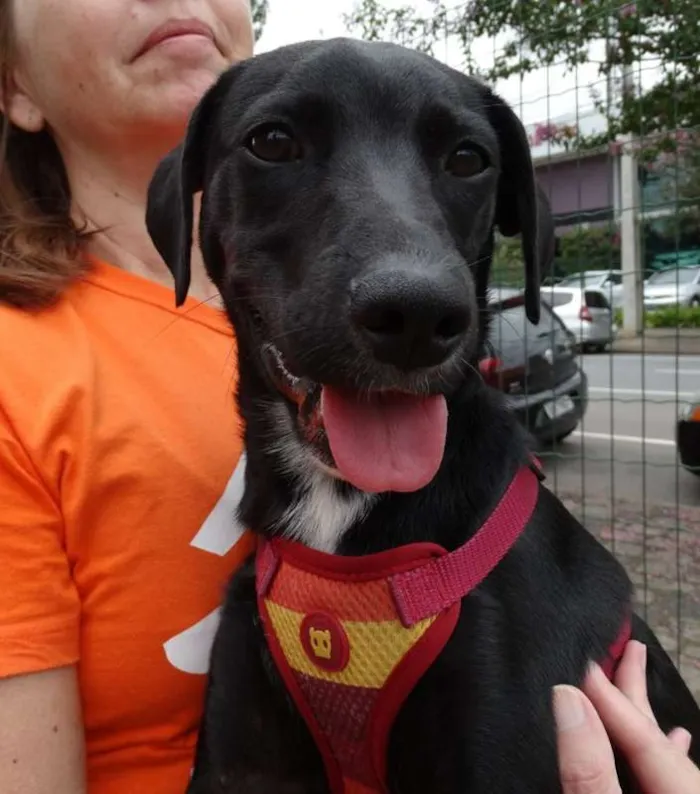 Cachorro ra a SRD idade 7 a 11 meses nome Fumaça