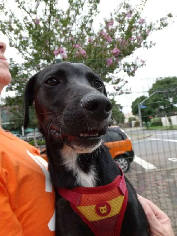Cachorro ra a SRD idade 7 a 11 meses nome Fumaça