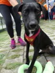Fumaça