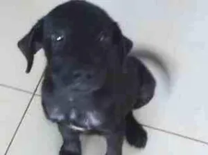 Cachorro raça fila mestiça idade 2 a 6 meses nome lua