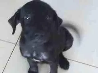 Cachorro raça fila mestiça idade 2 a 6 meses nome lua