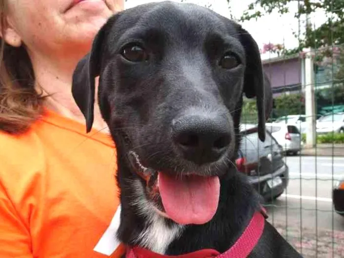 Cachorro ra a SRD idade 7 a 11 meses nome Fumaça