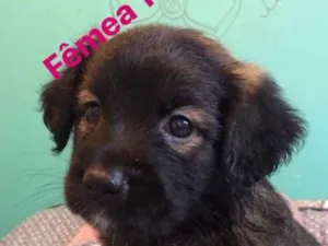 Cachorro raça SRD idade Abaixo de 2 meses nome Sem nome definido 
