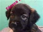 Cachorro raça SRD idade Abaixo de 2 meses nome Sem nome definido 