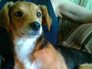 Cachorro raça SRD idade 1 ano nome Nina