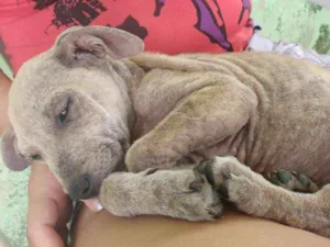 Cachorro raça nao sei idade 2 a 6 meses nome Sem nome