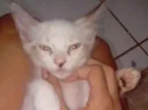 Gato raça cianeses idade 2 a 6 meses nome luna, luck e juno
