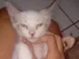 luna, luck e juno