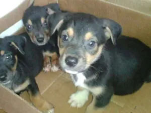 Cachorro raça Pit-Bull com Vira-lata idade Abaixo de 2 meses nome Filhotes