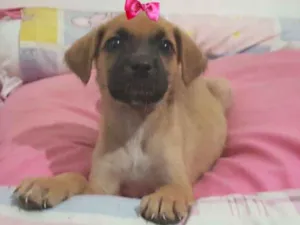Cachorro raça Srd idade 2 a 6 meses nome Pititica