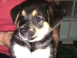 Cachorro raça vira-lata idade 2 a 6 meses nome não tem nome