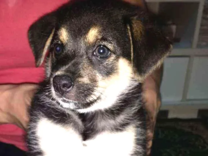 Cachorro ra a vira-lata idade 2 a 6 meses nome não tem nome