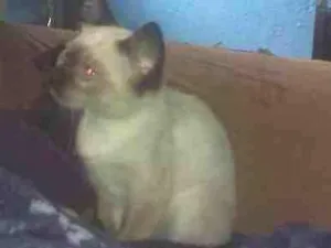 Gato raça ciames idade 2 a 6 meses nome fred