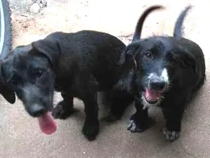 Cachorro ra a SRD idade 2 a 6 meses nome Perninha, sapequinha