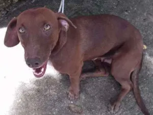 Cachorro raça Vira lata idade 7 a 11 meses nome Quenia;princesa;D'blackloirinha