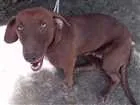 Cachorro raça Vira lata idade 7 a 11 meses nome Quenia;princesa;D'blackloirinha