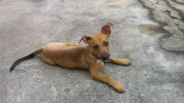 Cachorro ra a Vira lata idade 2 a 6 meses nome Hulck 