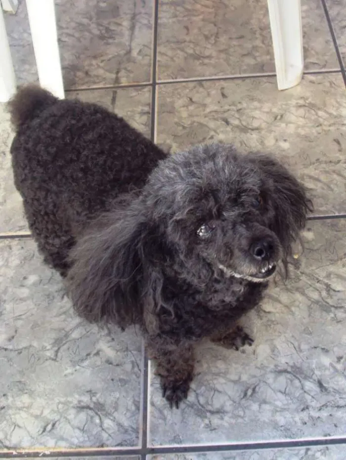 Cachorro ra a Poodle idade 6 ou mais anos nome Mel