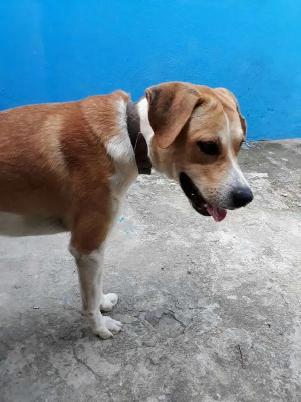 Cachorro ra a Labrador misturado idade 1 ano nome Faruk