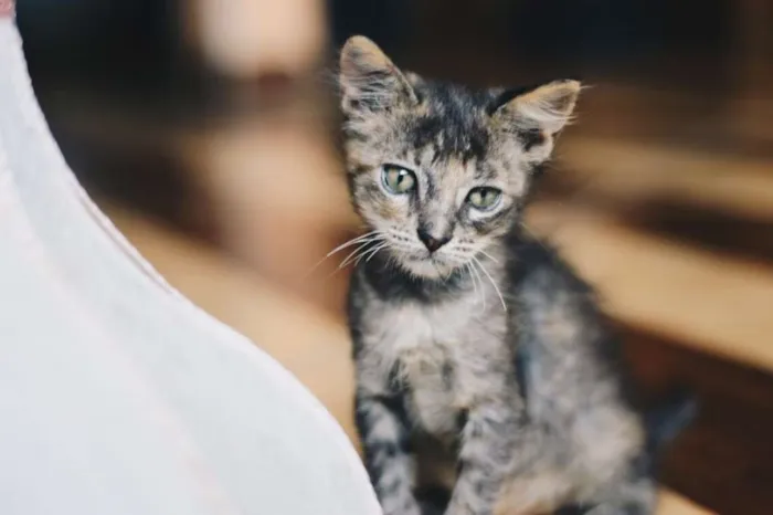 Gato ra a varios idade 2 a 6 meses nome varios