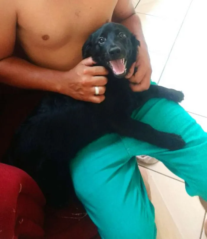 Cachorro ra a Fila idade 2 a 6 meses nome Bob